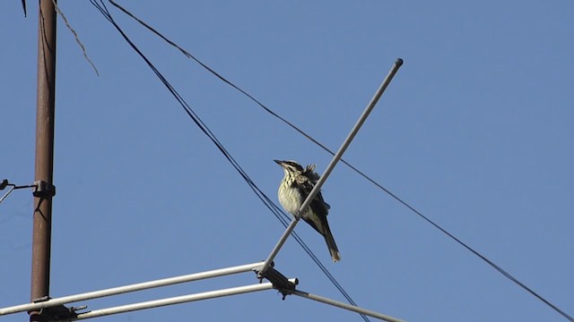 Streaked Flycatcher - ML276932111