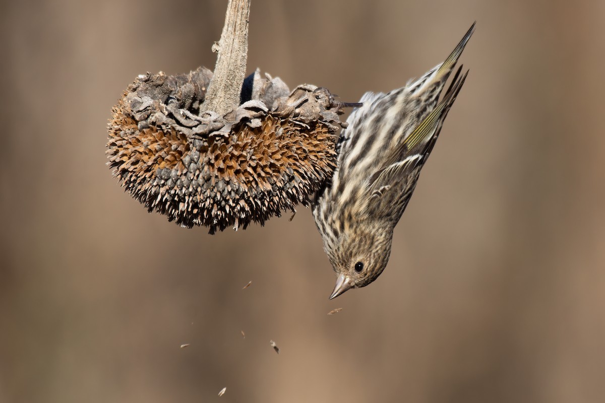 Pine Siskin - ML276932461