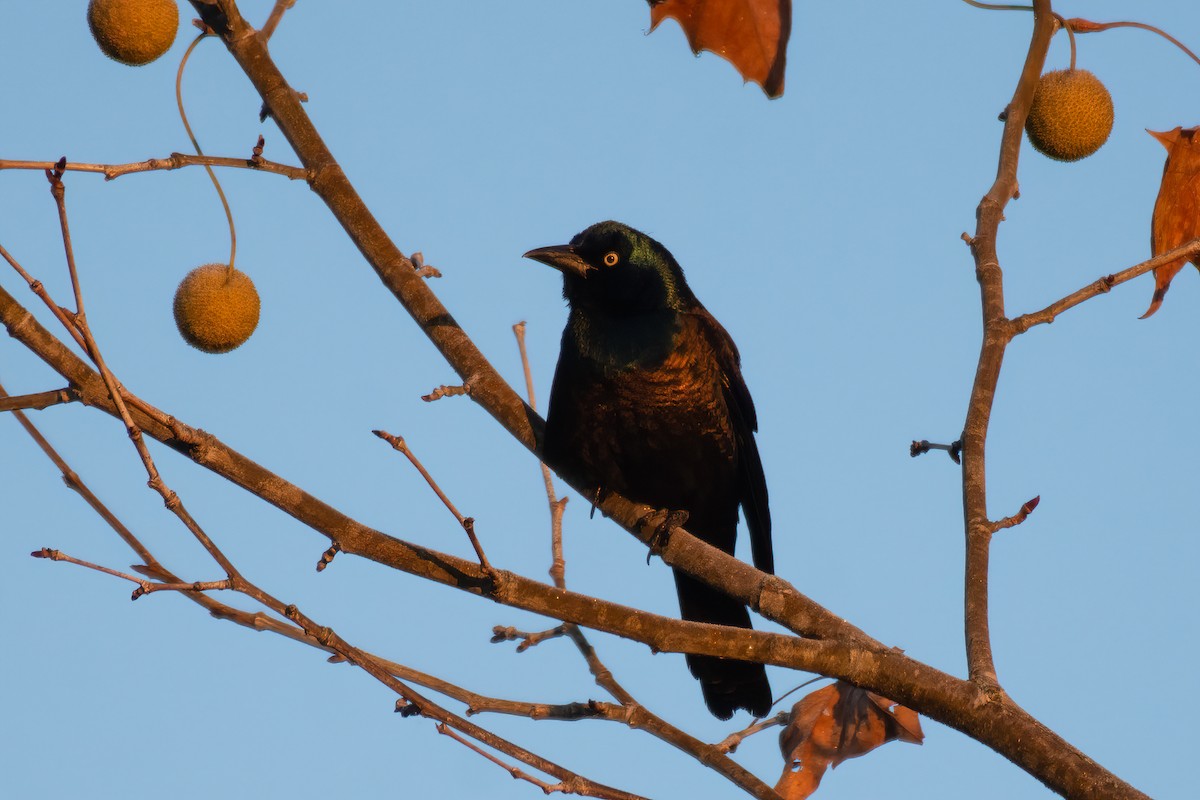 Common Grackle - ML276932711