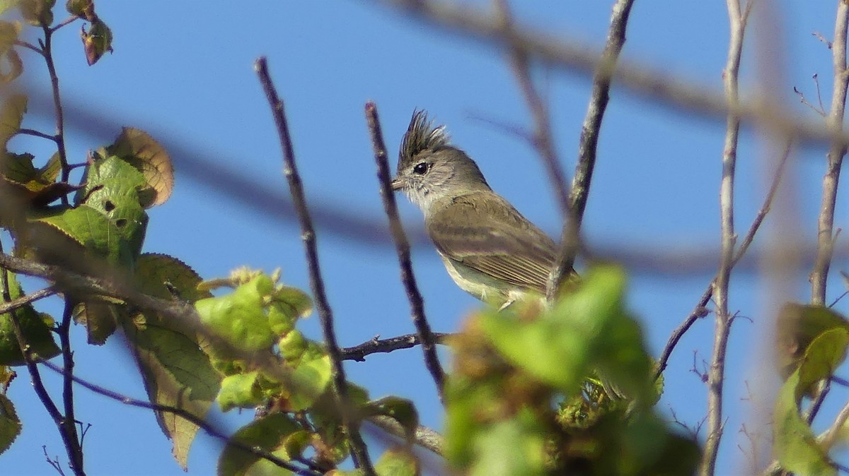 Fiofío Ventriamarillo - ML276935991