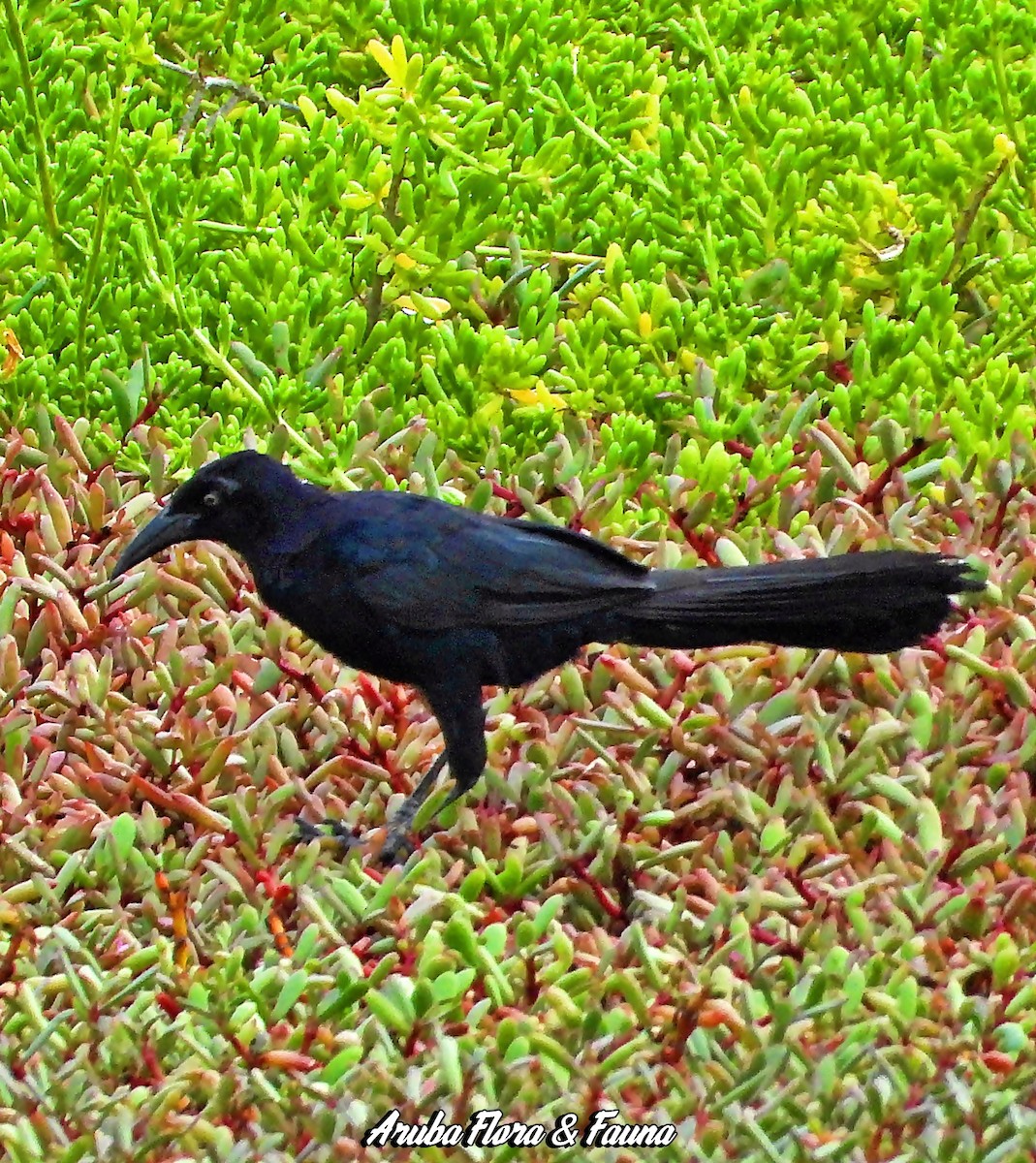 Great-tailed Grackle - ML276936381