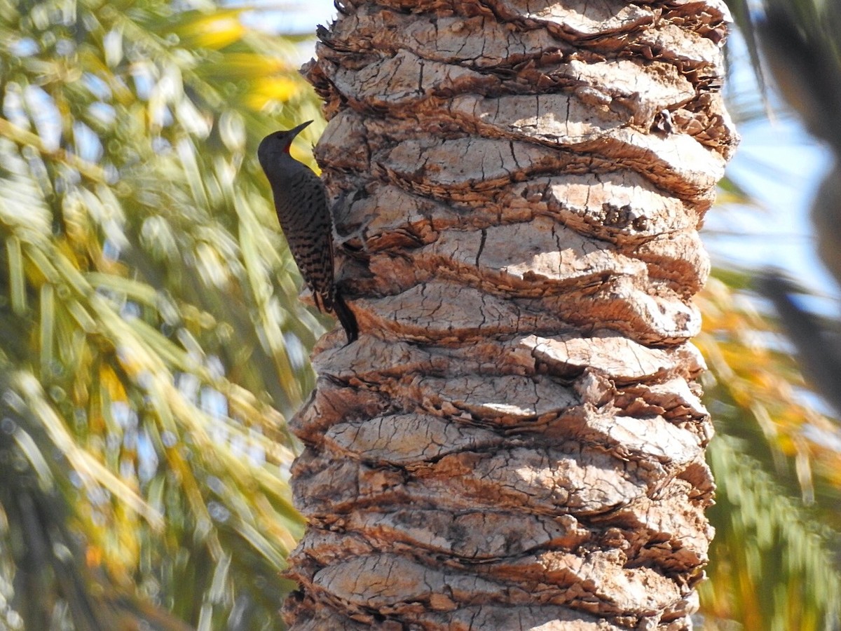 Northern Flicker - ML276936461