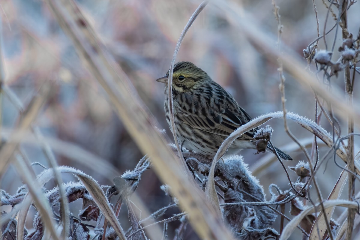 Savannah Sparrow - ML276936491