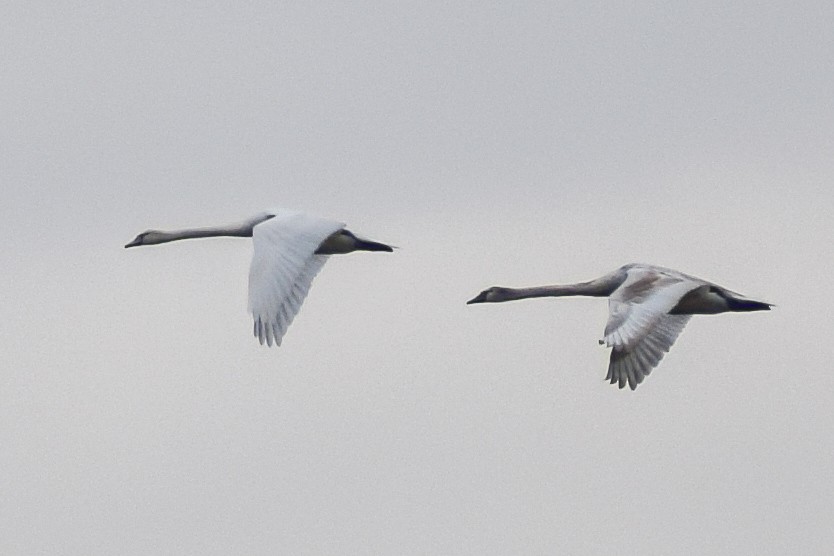 Tundra Swan - Mitchell Goldfarb