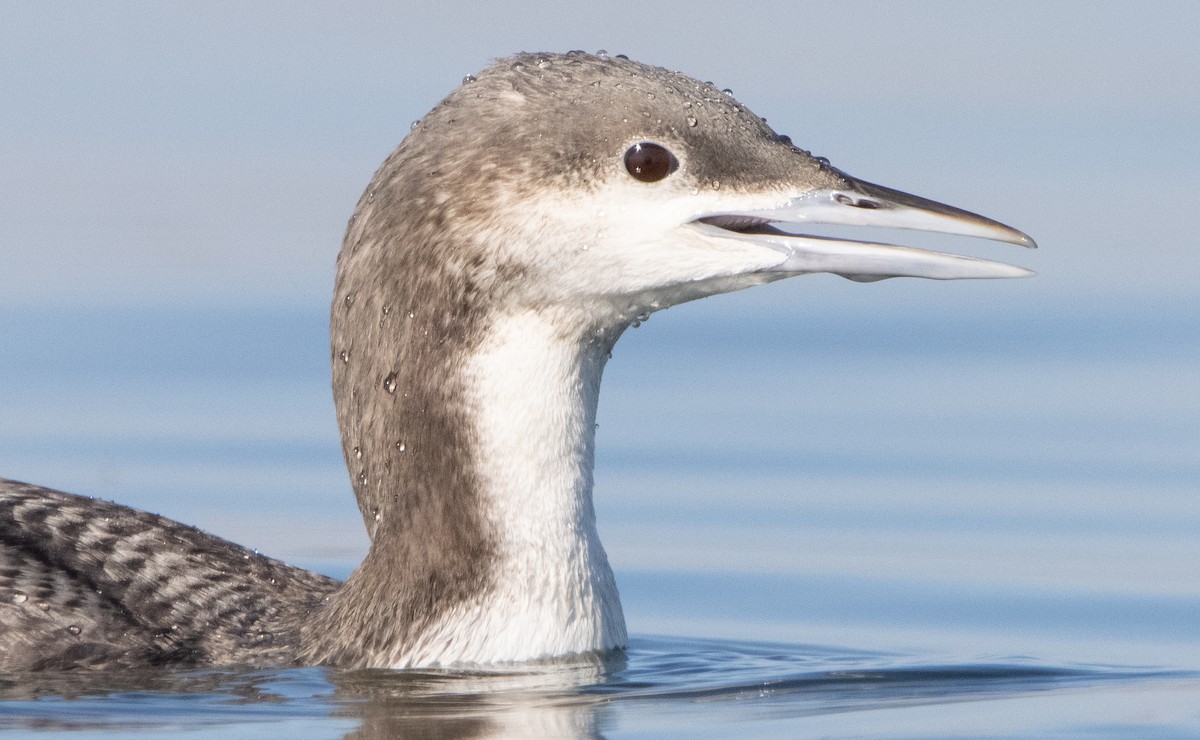 Pacific Loon - Liam Huber