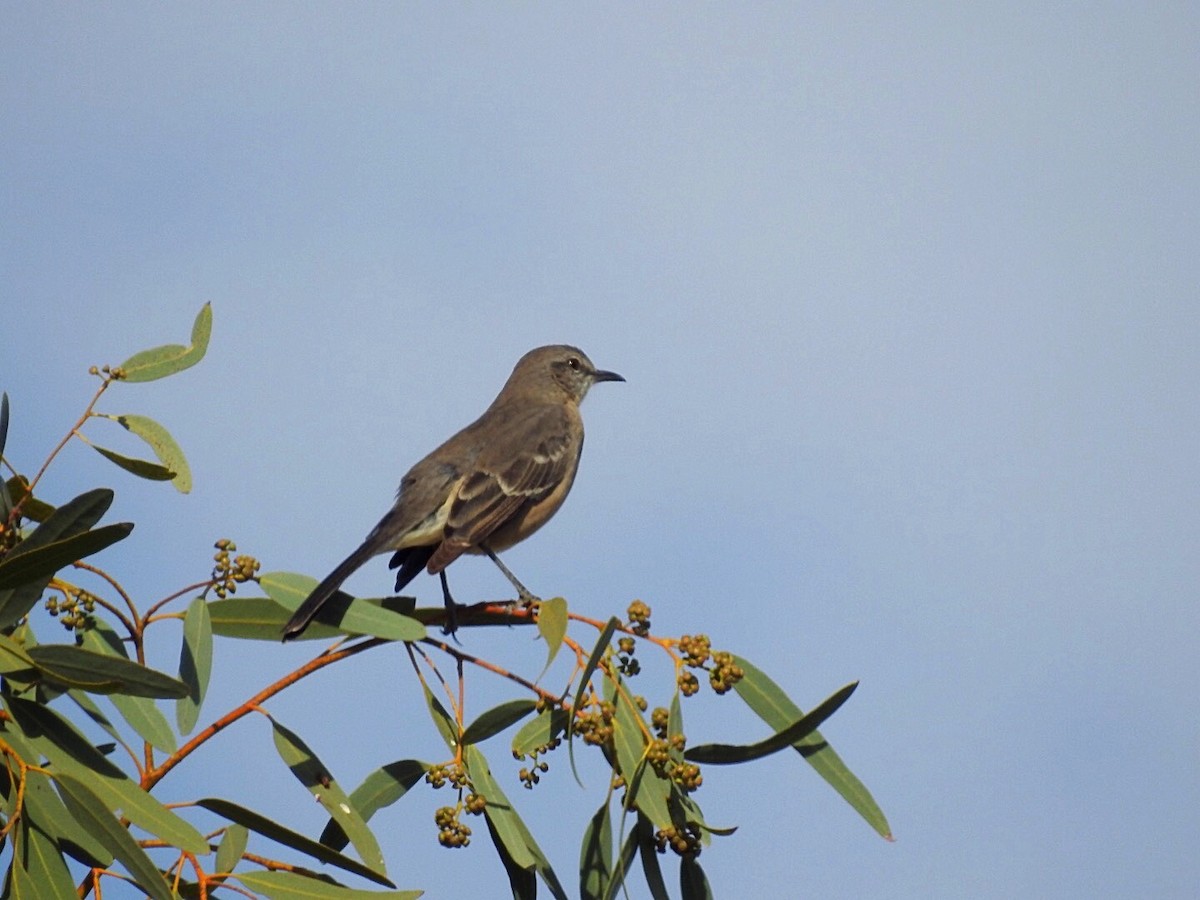 Northern Mockingbird - ML276939391