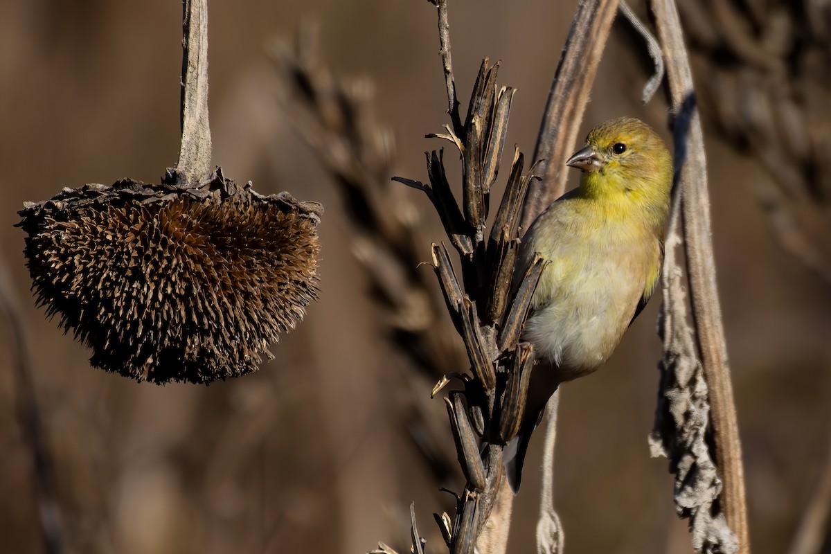 American Goldfinch - ML276939701