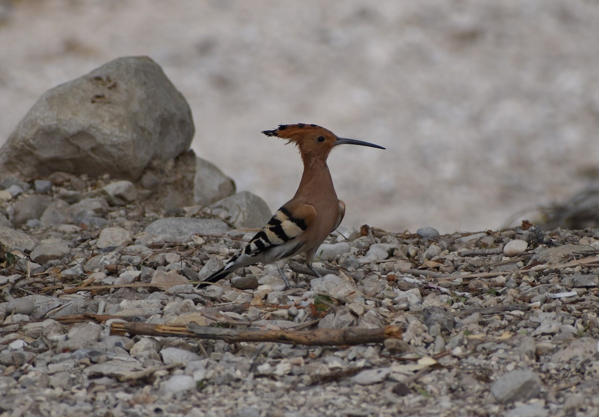 Common Hoopoe - ML276939961