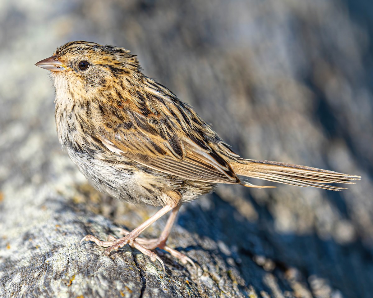 LeConte's Sparrow - ML276940621