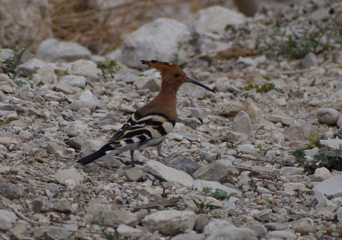 Common Hoopoe - ML276940771