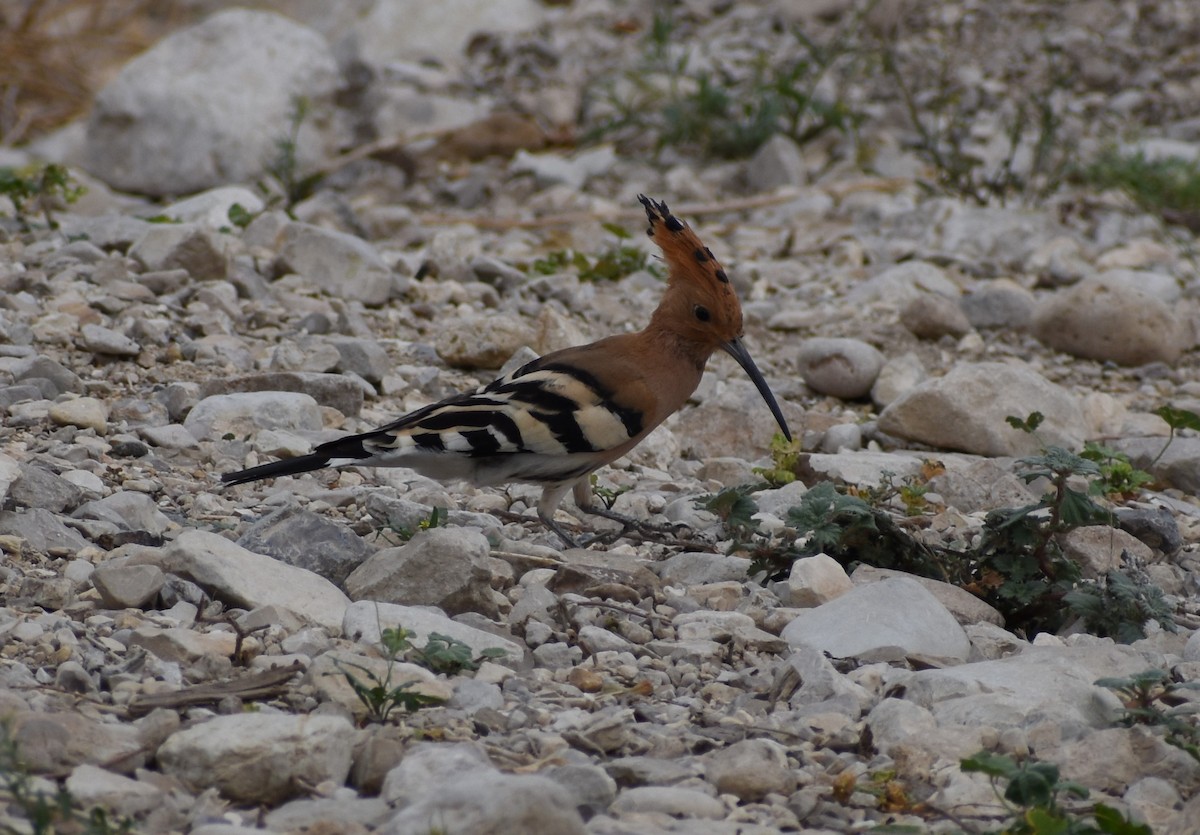 Common Hoopoe - ML276940891