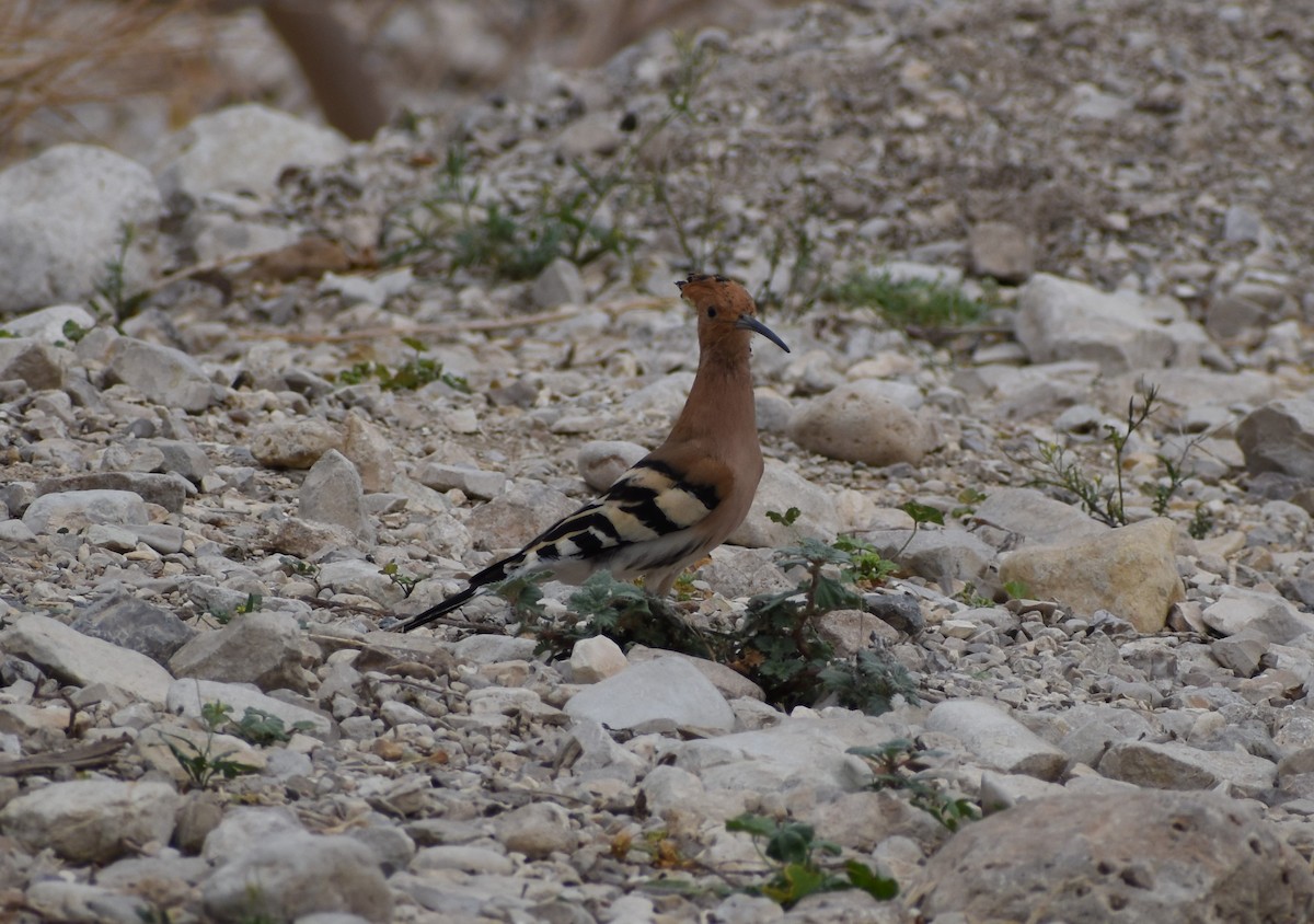 Common Hoopoe - ML276941141