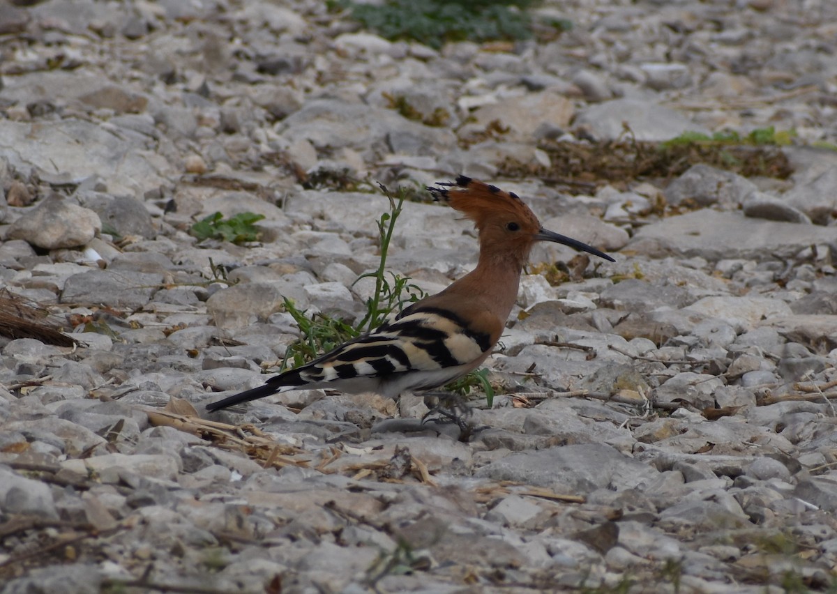 Common Hoopoe - ML276941281