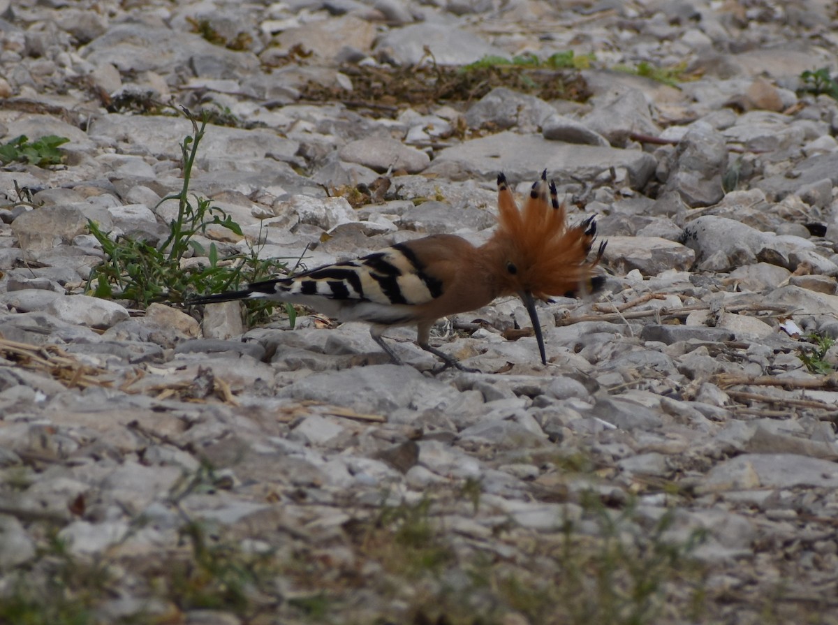 Common Hoopoe - ML276941291