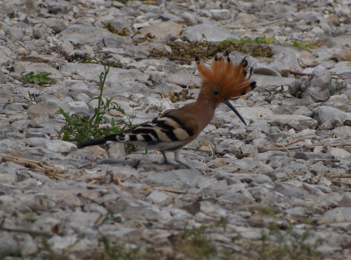 Common Hoopoe - ML276941301