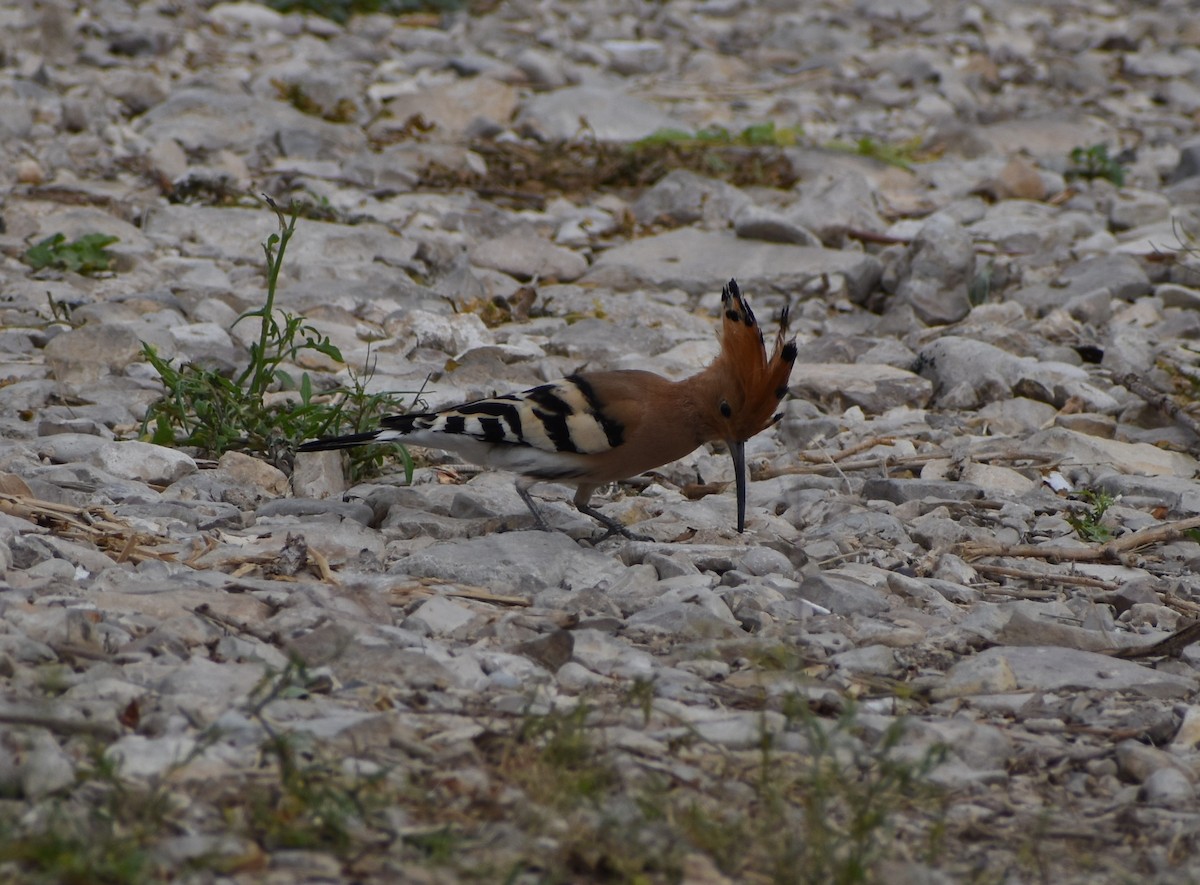 Common Hoopoe - ML276941341