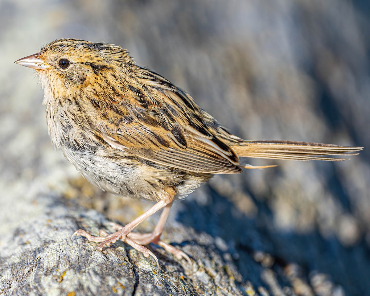 LeConte's Sparrow - ML276941391
