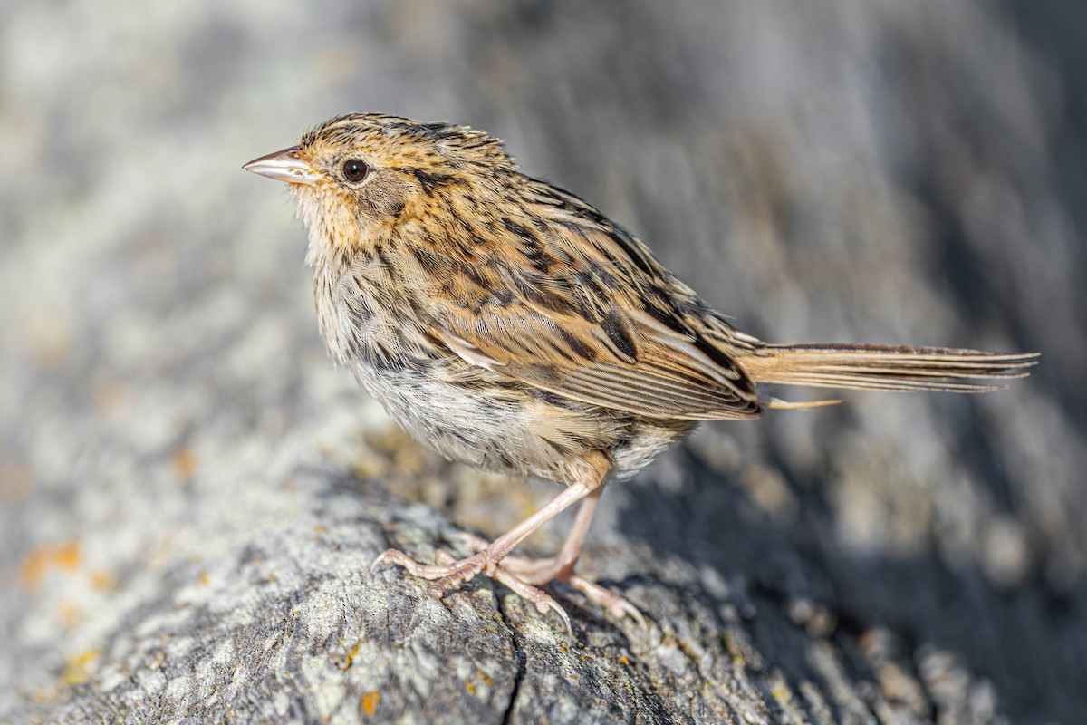 LeConte's Sparrow - ML276941441