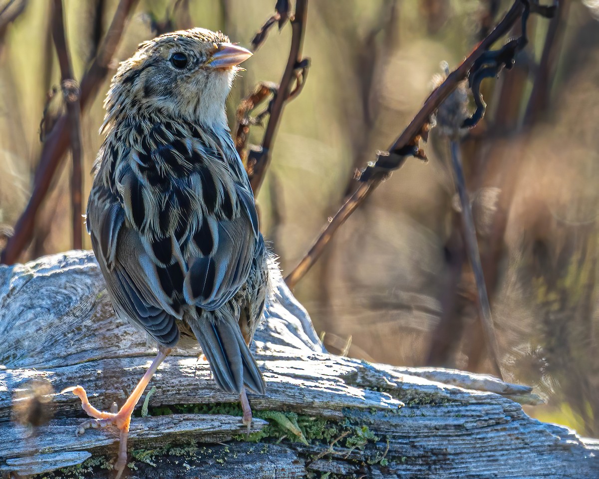 LeConte's Sparrow - ML276941631