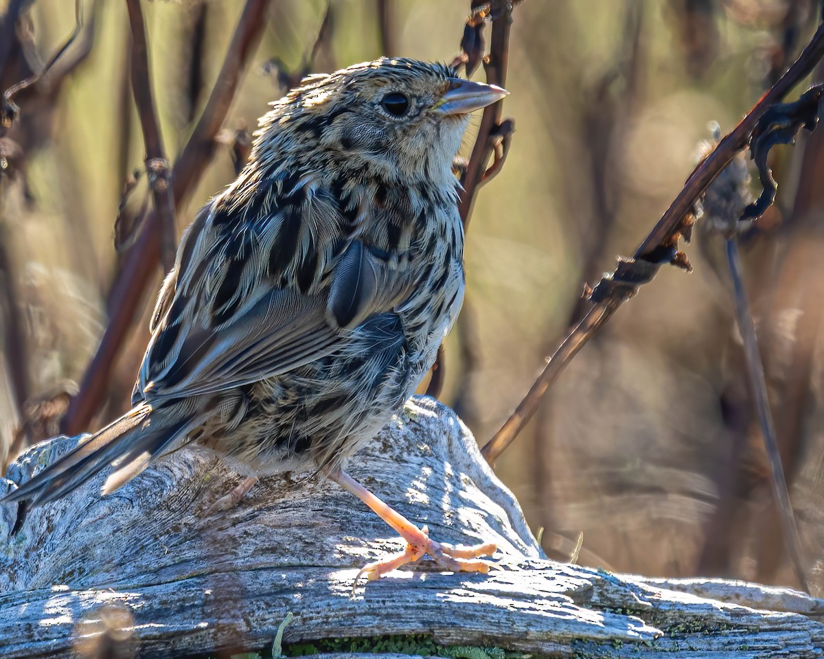 LeConte's Sparrow - ML276941661