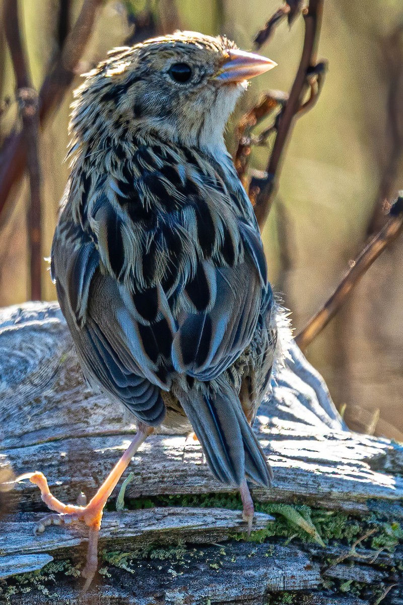 LeConte's Sparrow - ML276941671
