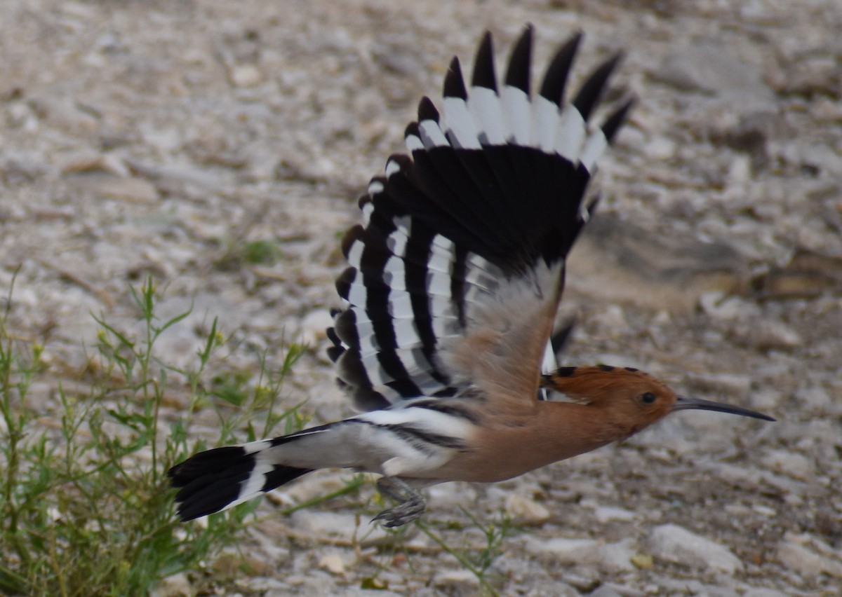 Common Hoopoe - ML276942451