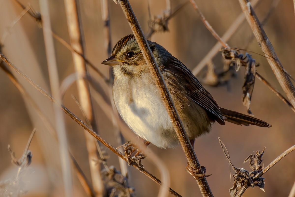 Swamp Sparrow - ML276943691