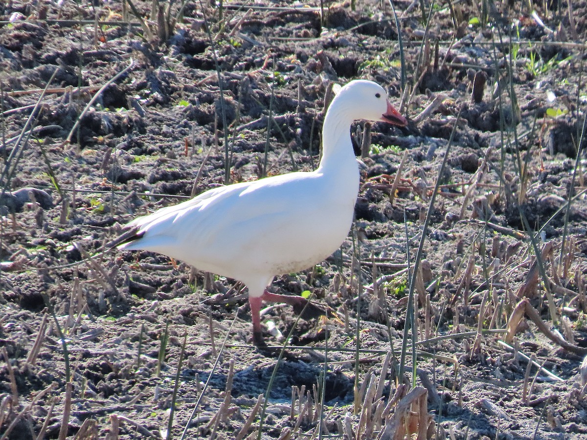 Snow Goose - ML276948811