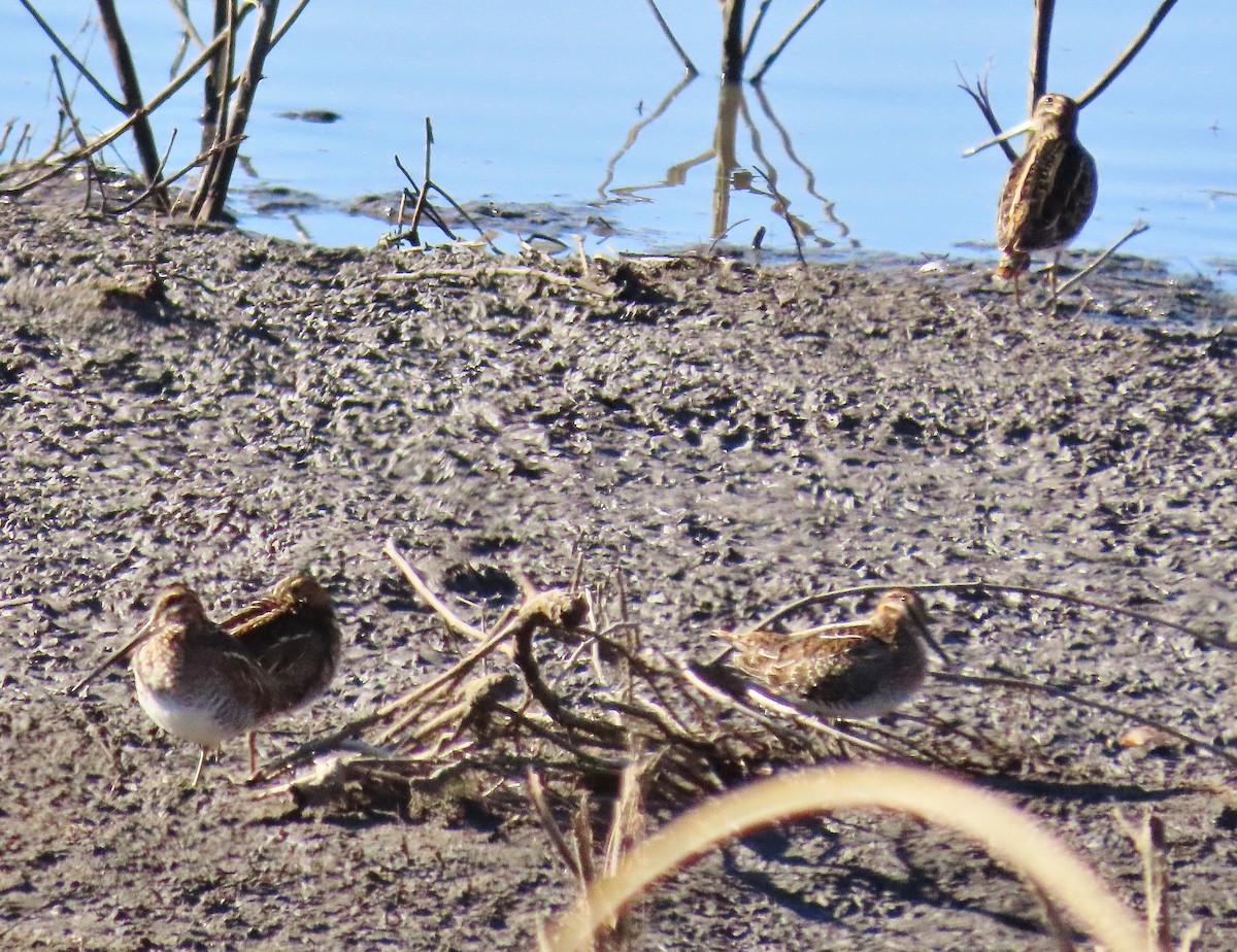 Wilson's Snipe - ML276949571