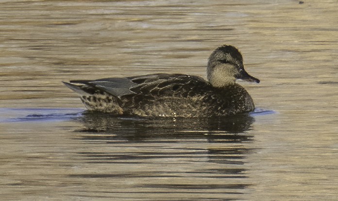 Gadwall - John Salisbury