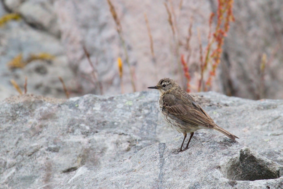 Rock Pipit - ML276949821