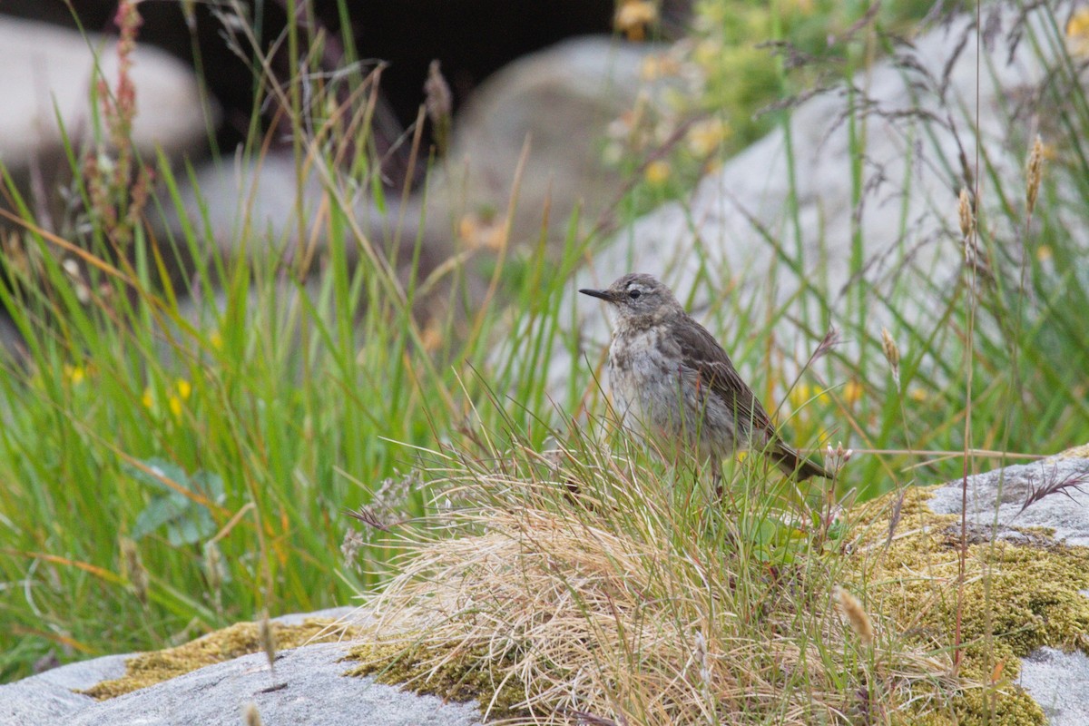 Rock Pipit - ML276949831