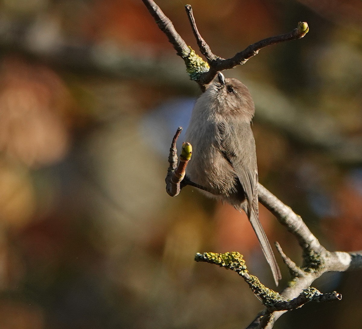 Bushtit - ML276950501