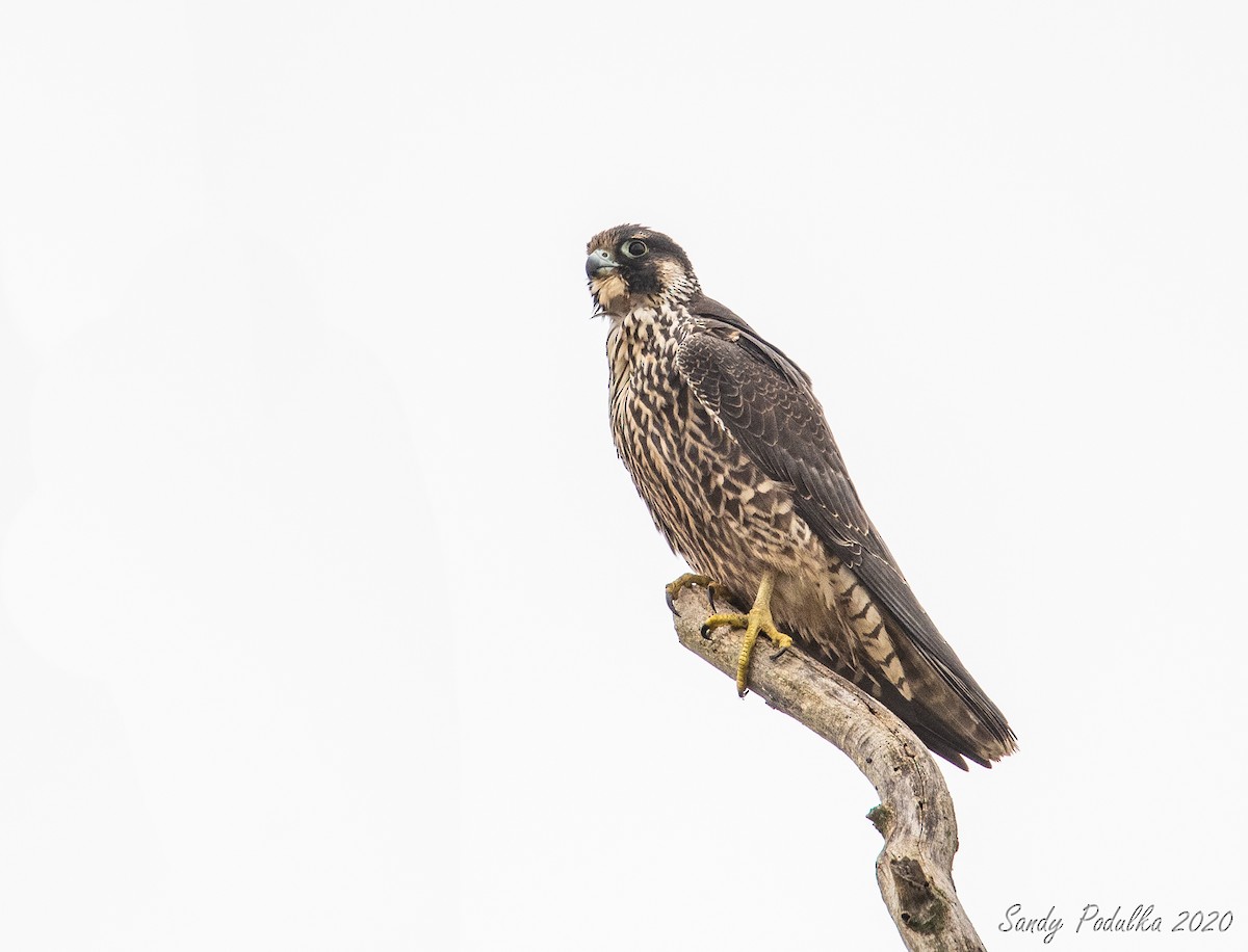 Peregrine Falcon - Sandy Podulka