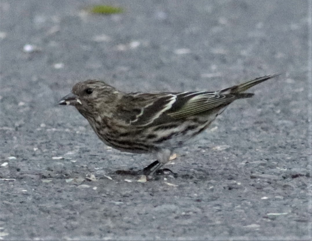 Pine Siskin - ML276953301