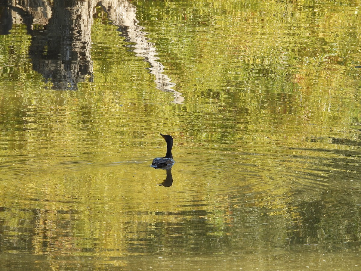 Cormoran à aigrettes - ML276953381