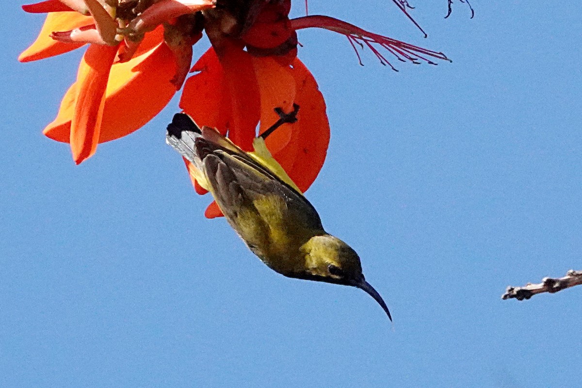 Sahul Sunbird - ML276953661