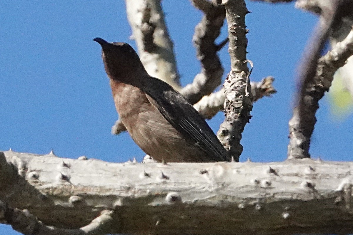 Dusky Myzomela - ML276953701
