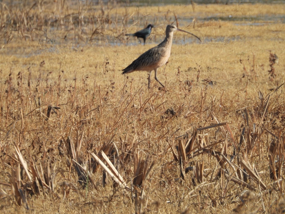 Long-billed Curlew - ML276955751
