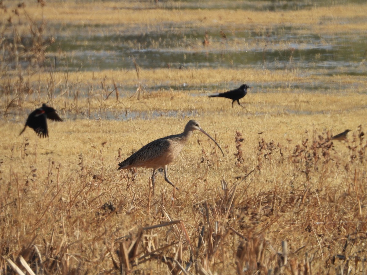 Long-billed Curlew - ML276955801