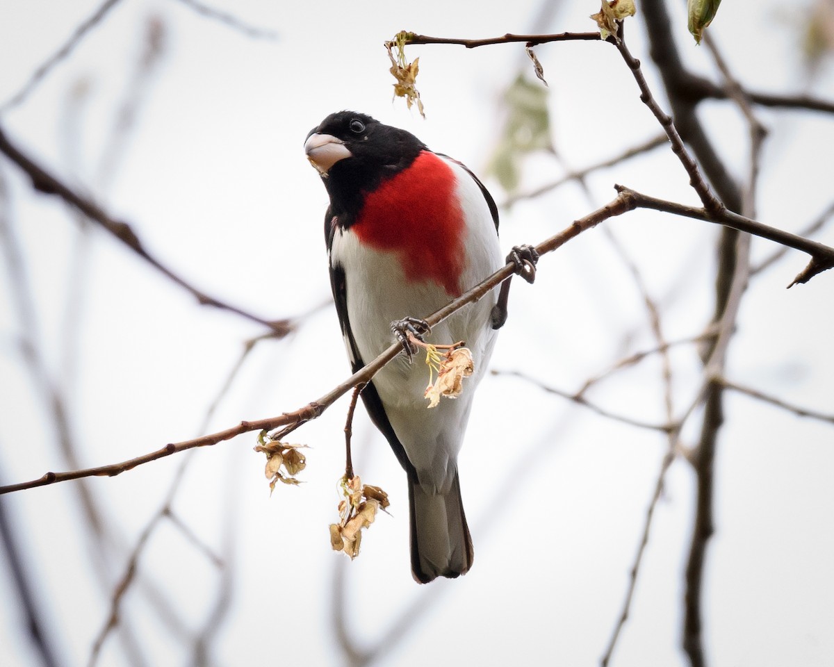 Rose-breasted Grosbeak - ML27695581