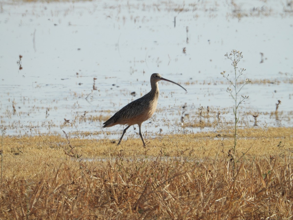 Long-billed Curlew - ML276956071