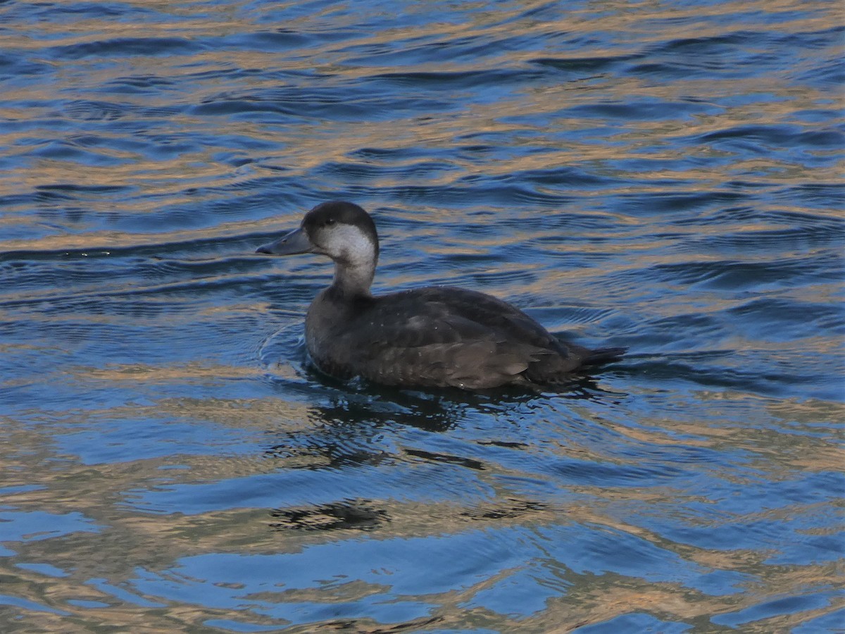 Black Scoter - Janice Arndt