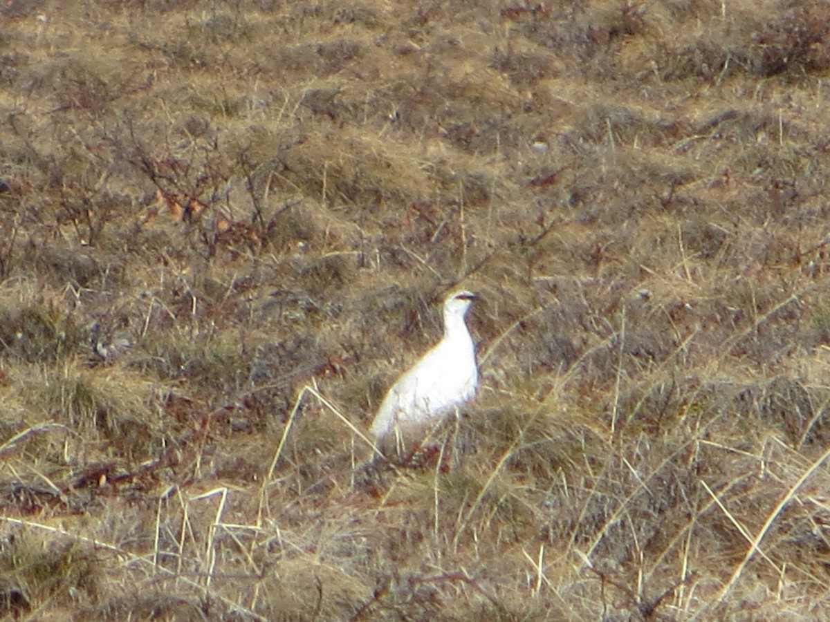 Rock Ptarmigan - Jonathan Lautenbach