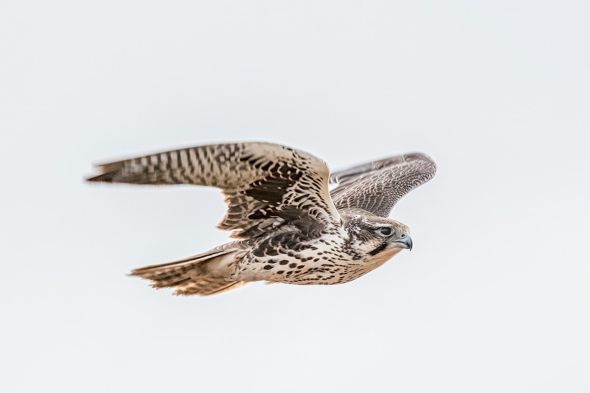 Prairie Falcon - Bob Bowhay