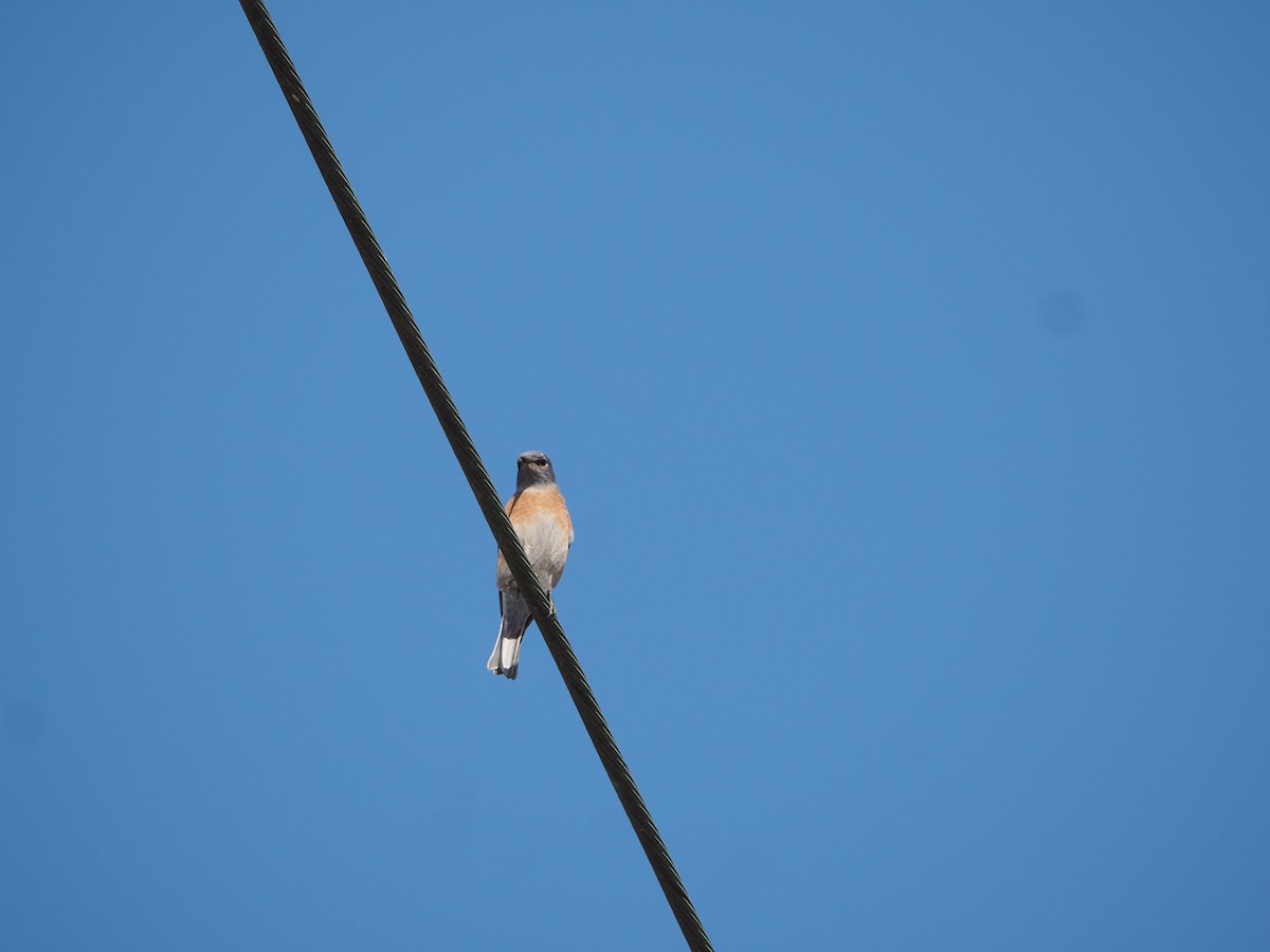 Western Bluebird - ML276963101