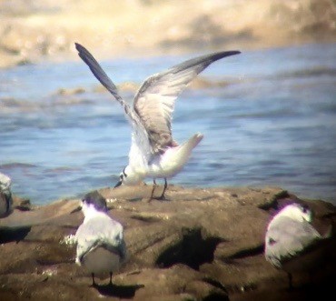 White-winged Tern - Bruce Roubin