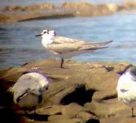 White-winged Tern - ML276963311