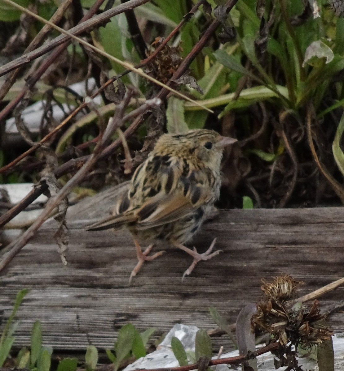 LeConte's Sparrow - ML276963891