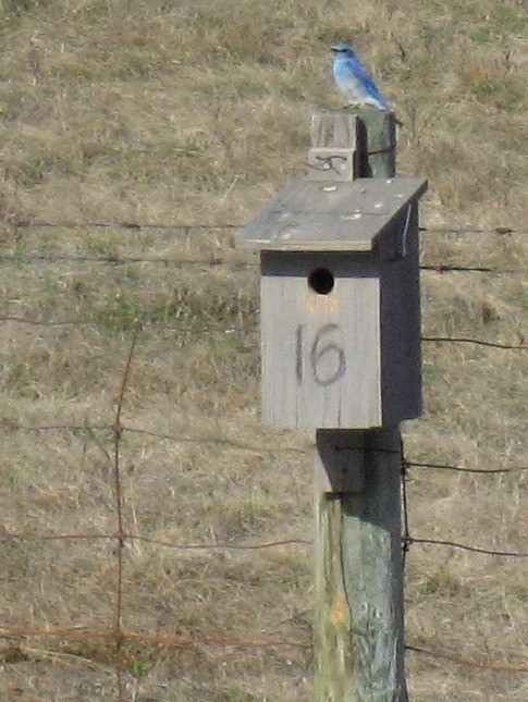 Mountain Bluebird - ML276966551